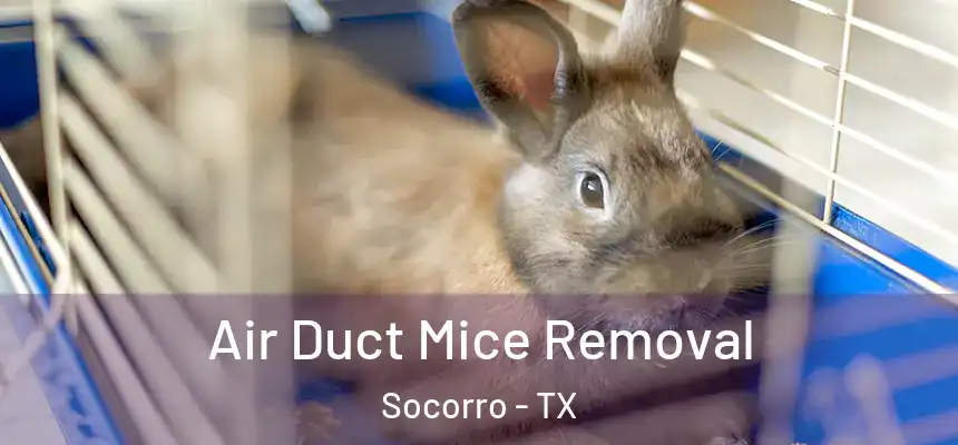  Air Duct Mice Removal Socorro - TX